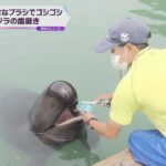 奈良公園でシカの赤ちゃん一般公開　和歌山はクジラの歯磨き“大きなブラシでゴシゴシ”