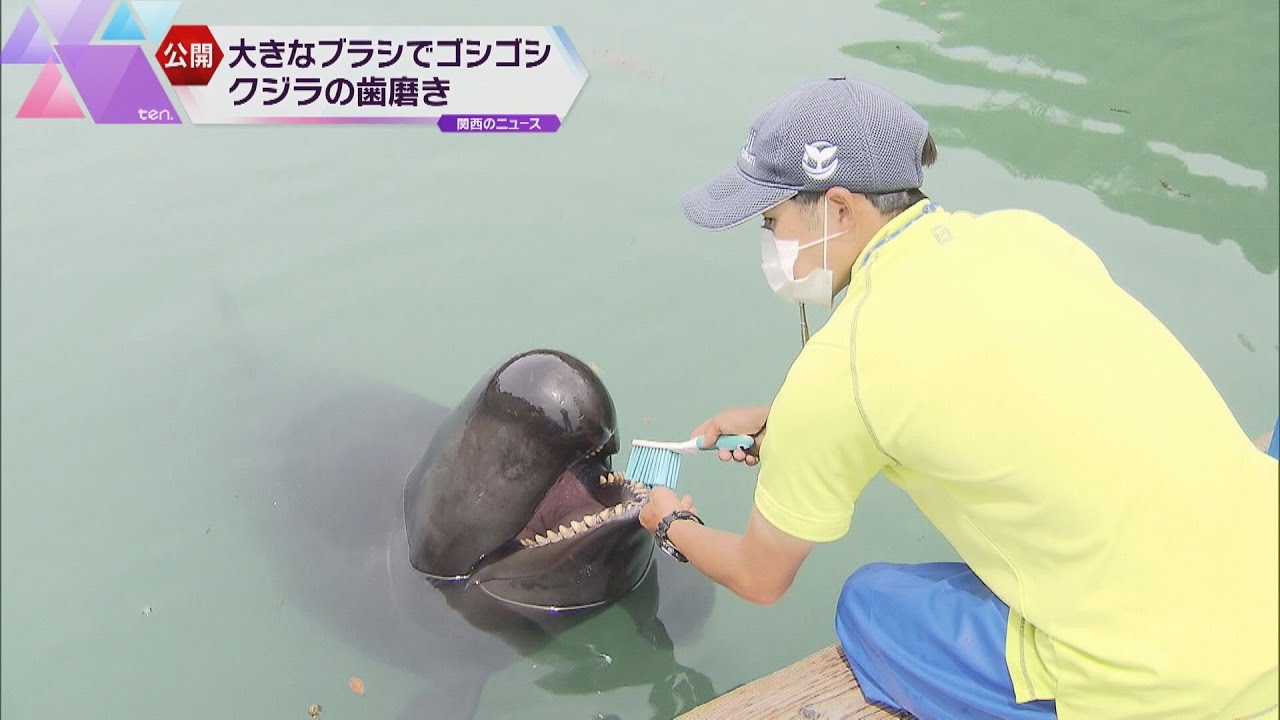 奈良公園でシカの赤ちゃん一般公開　和歌山はクジラの歯磨き“大きなブラシでゴシゴシ”