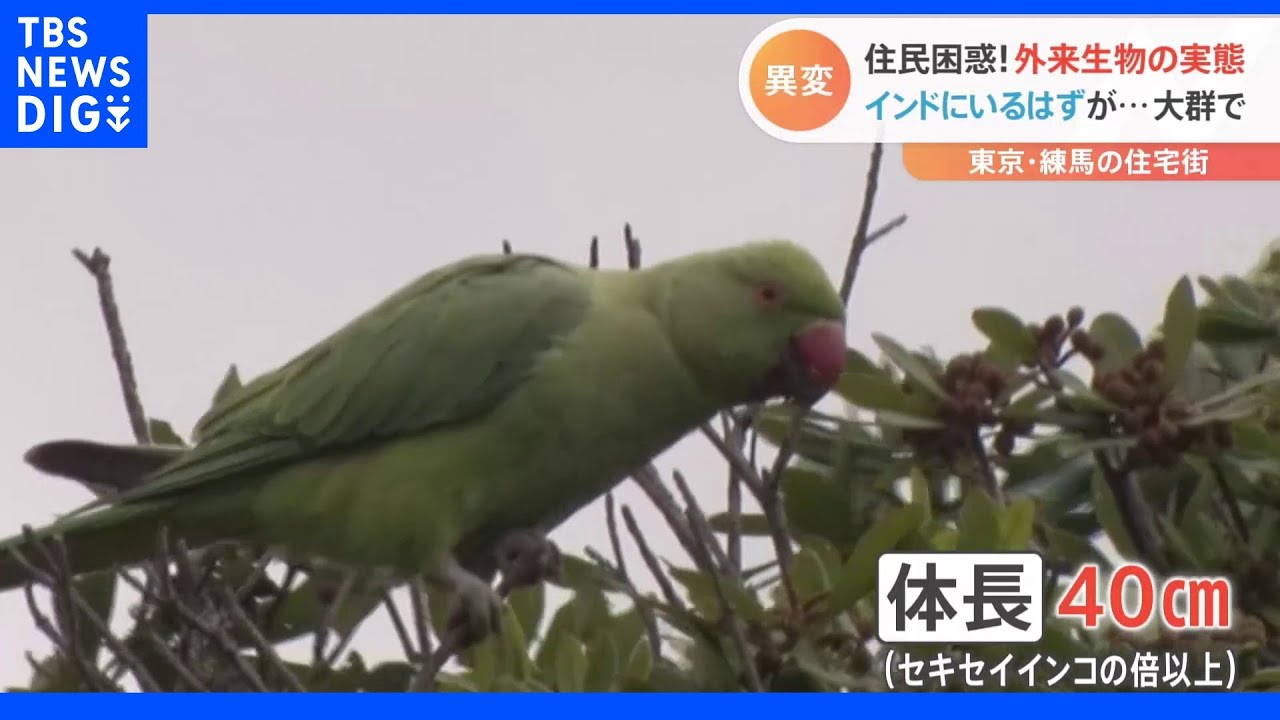 “インドのインコ”が大群で！巨大外来魚に熱帯魚まで！住民が困惑する外来生物の実態｜TBS&nbsp;NEWS&nbsp;DIG