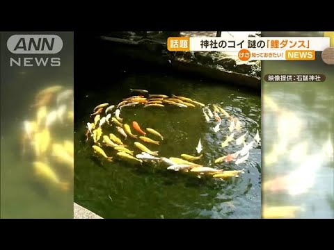 【話題】神社のコイ“謎の行動”くるくる「鯉ダンス」(2022年6月2日)