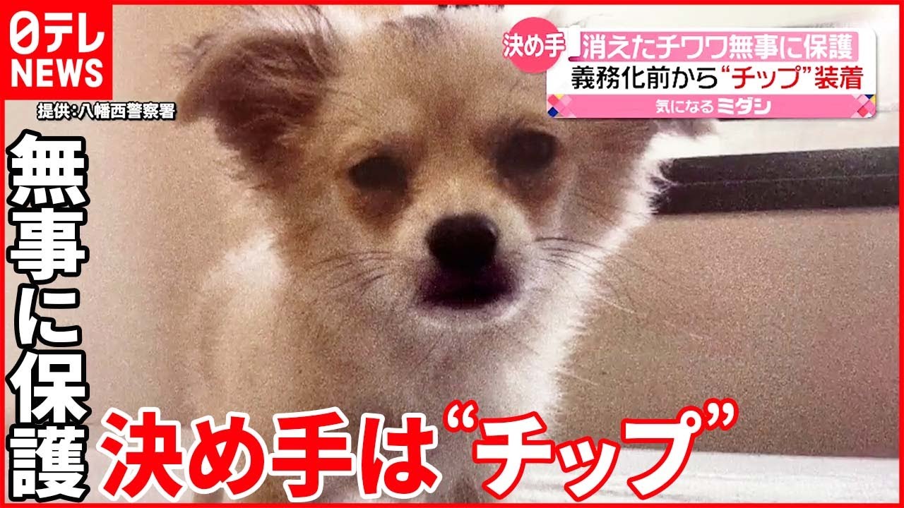 【無事に保護】盗まれたチワワ 装着済み“マイクロチップ”で特定