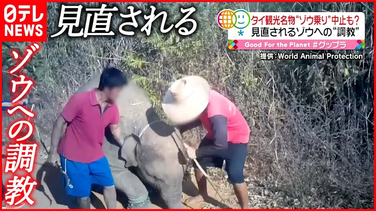 【タイ】観光名物「ゾウ乗り」中止も… 問題視された“ゾウの調教”