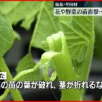 【ひょう被害】野菜や花の苗直撃　販売できず廃棄…福島･平田村