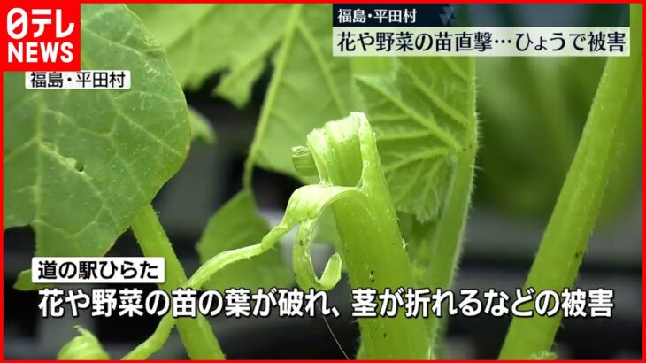 【ひょう被害】野菜や花の苗直撃　販売できず廃棄…福島･平田村