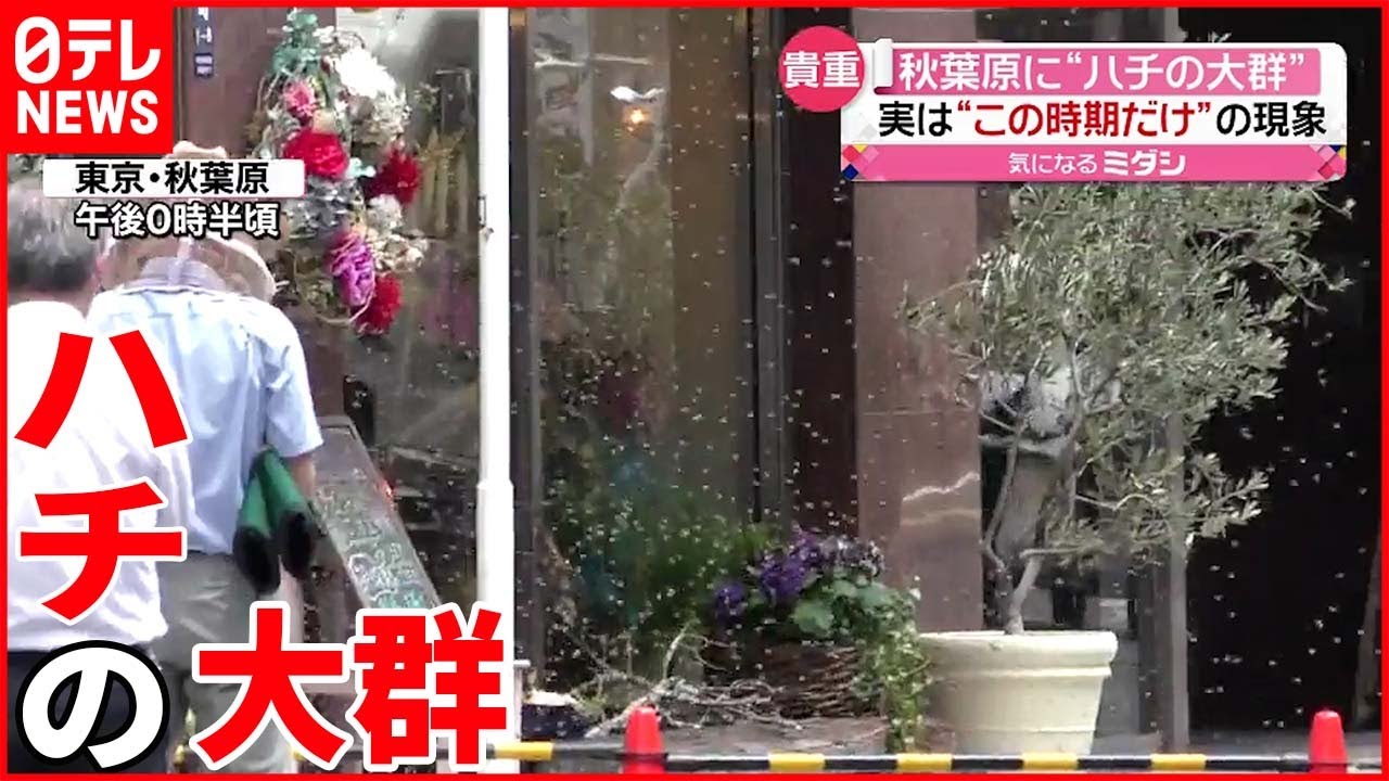 【なぜ都心に】秋葉原に“ハチの群れ” 専門家「珍しいシーン」
