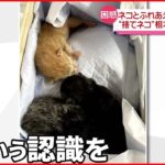 【捨てネコ】「捨てたらそれは犯罪」 ネコと触れあえる別府の旅館に相次ぐ