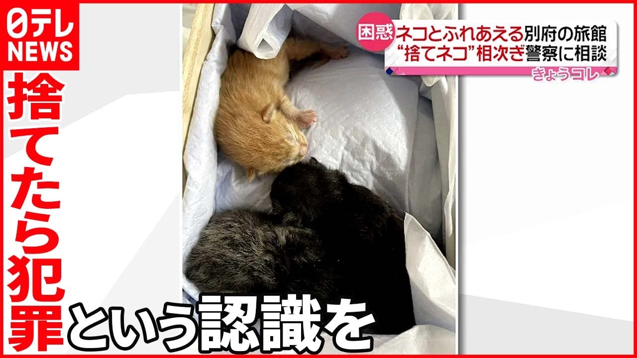 【捨てネコ】「捨てたらそれは犯罪」 ネコと触れあえる別府の旅館に相次ぐ