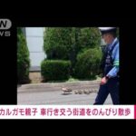 【速報】カルガモ親子 警察官に誘導され甲州街道を“お散歩”(2022年6月4日)
