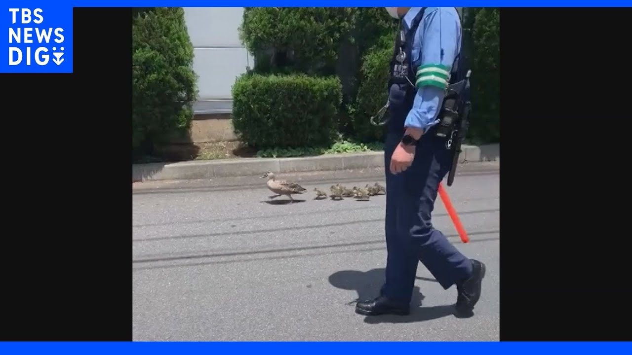 東京・新宿でカルガモの親子がお引っ越し　警察官が交通整理行う｜TBS&nbsp;NEWS&nbsp;DIG