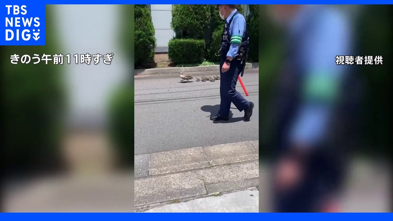 東京・新宿でカルガモの親子がお引っ越し　警察官が交通整理行う｜TBS&nbsp;NEWS&nbsp;DIG