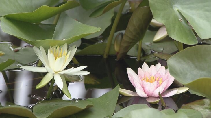 奈良　喜光寺の弁天池　スイレンが見ごろ　白やピンクの大きな花　　ハスに似た花　２０日ほど早く咲き始め　見頃は８月中ごろまで