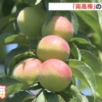 果肉が柔らかくフルーティーな香り「南高梅」の収穫が最盛期　和歌山・田辺市（2022年6月5日）