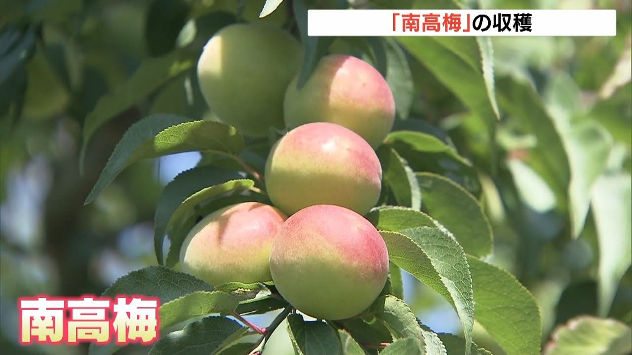果肉が柔らかくフルーティーな香り「南高梅」の収穫が最盛期　和歌山・田辺市（2022年6月5日）