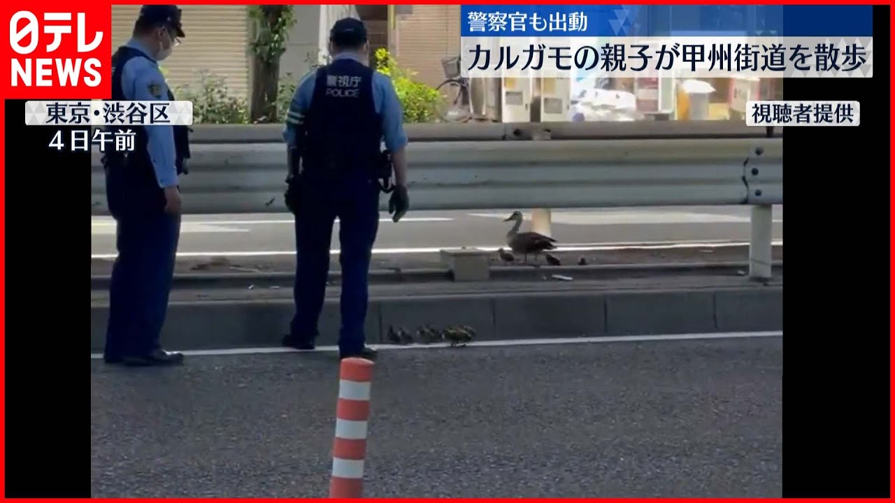 【東京・渋谷】カルガモの親子…大通りでよちよち　警察官が誘導