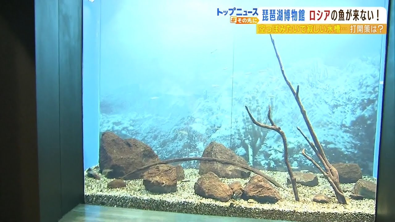 水槽がまるで空っぽ？ロシアの魚が来ない！コロナ・侵攻で運ぶ手段なく博物館がピンチ（2022年6月6日）