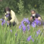 滋賀・高島市　約５千株の“カキツバタ”群生が見ごろ　青紫色の可憐な花が水面に映る神秘的な風景に