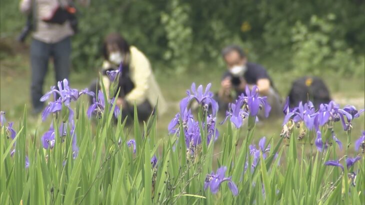 滋賀・高島市　約５千株の“カキツバタ”群生が見ごろ　青紫色の可憐な花が水面に映る神秘的な風景に