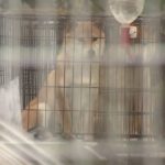 犬の輸出で実在の獣医師をかたり偽造書類を提出した疑い　大阪のブリーダーの男を逮捕　容疑認める