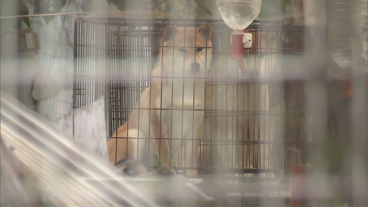 犬の輸出で実在の獣医師をかたり偽造書類を提出した疑い　大阪のブリーダーの男を逮捕　容疑認める