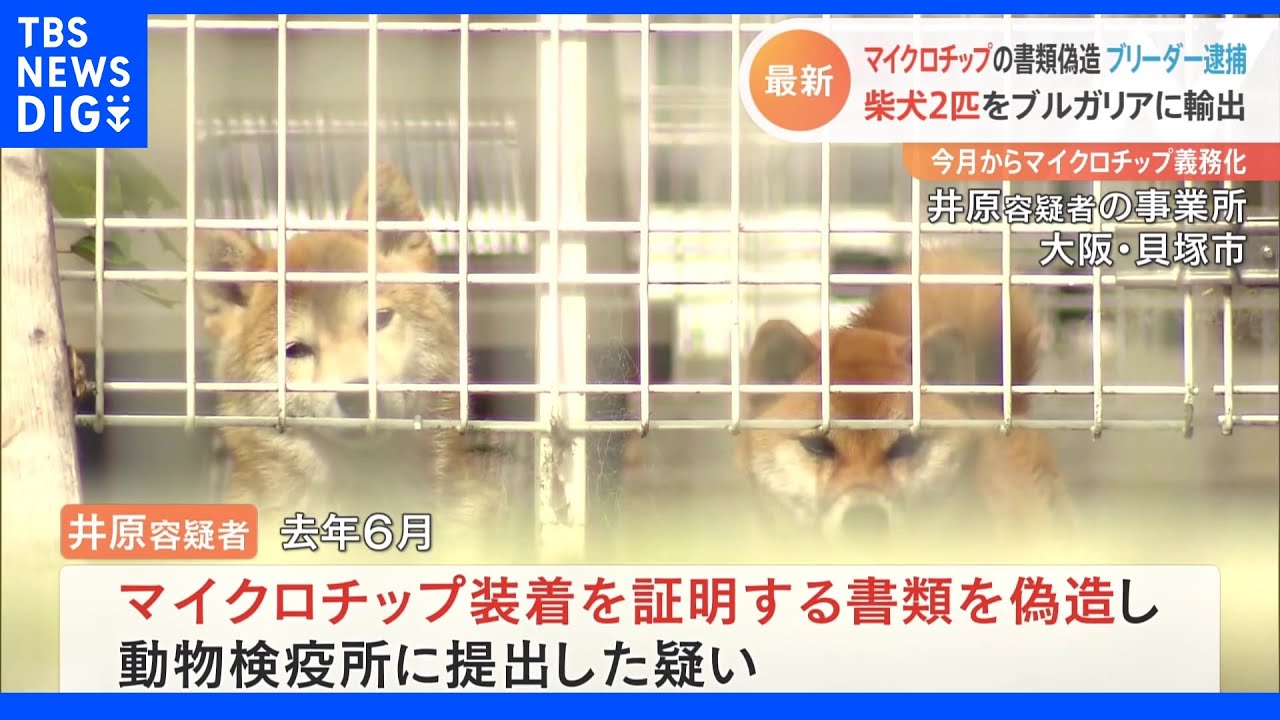 義務化されたマイクロチップを無免許でペットに装着　ブリーダーの男逮捕｜TBS&nbsp;NEWS&nbsp;DIG