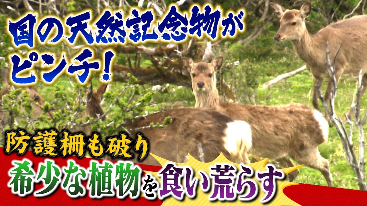 【食欲旺盛すぎるシカ】『希少な植物』をムシャムシャ…「防護柵」までムシャムシャ…「意欲が他の場所のシカとは段違い」国の天然記念物がピンチ（2022年6月6日）