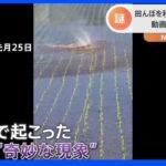 田んぼで“奇妙な現象”に遭遇！まるで風神さま？それとも妖怪？その正体とは？｜TBS NEWS DIG