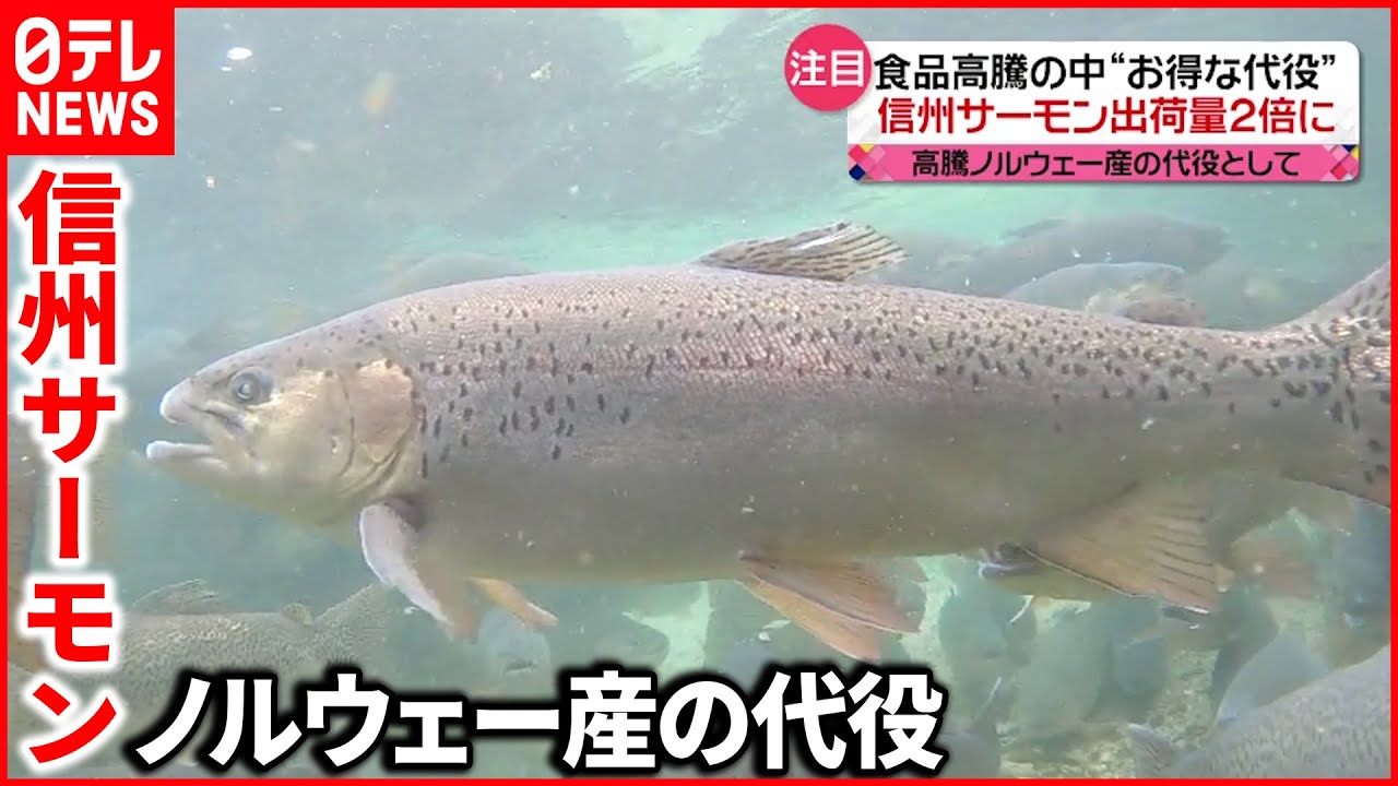 【注目】高騰ノルウェー産の代役として…信州サーモン出荷量2倍に