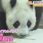 中国の総領事らが「王子動物園」を訪問…ジャイアントパンダ「旦旦」の健康状態を確認（2022年6月8日）