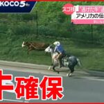 【スゴ技】馬に乗った”カウボーイ”が投げ縄で捕獲　アメリカ