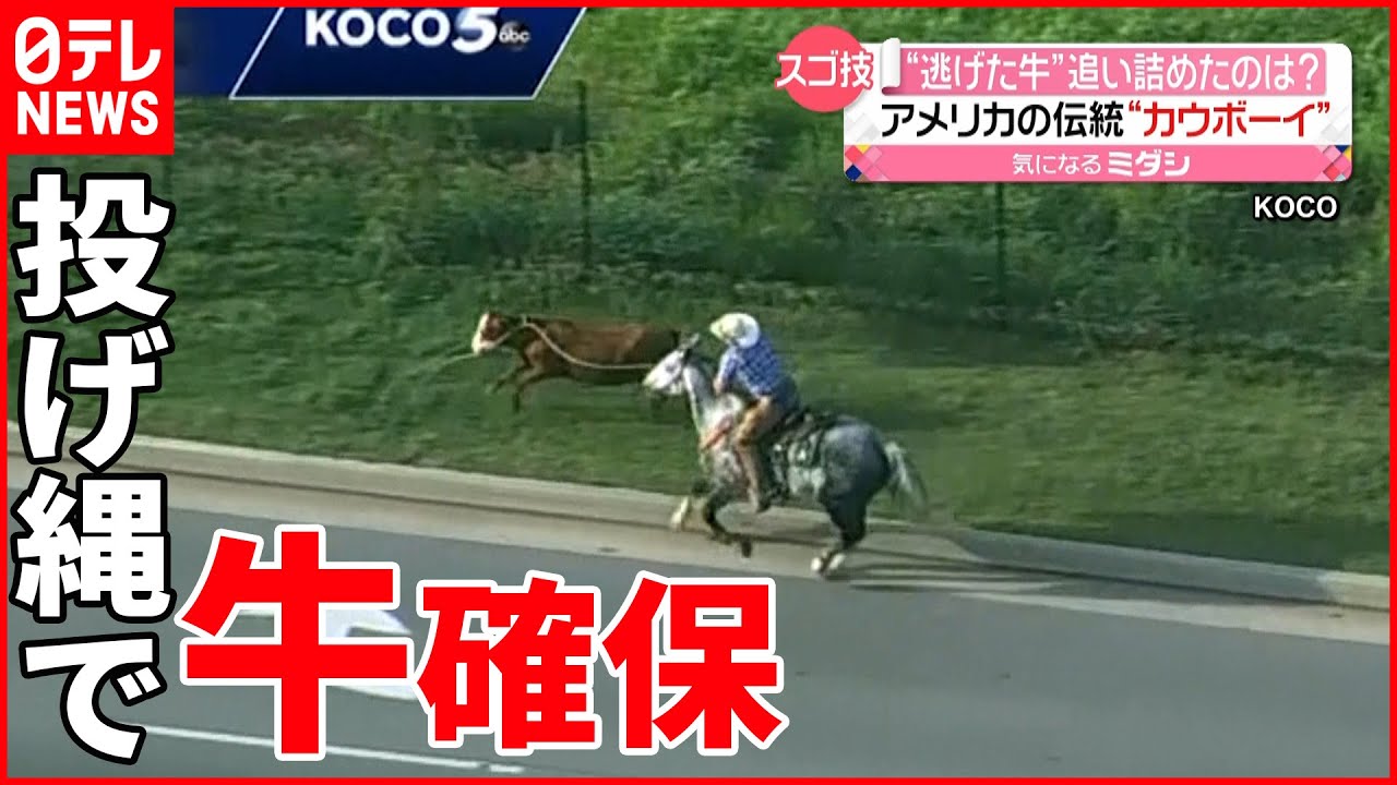 【スゴ技】馬に乗った”カウボーイ”が投げ縄で捕獲　アメリカ