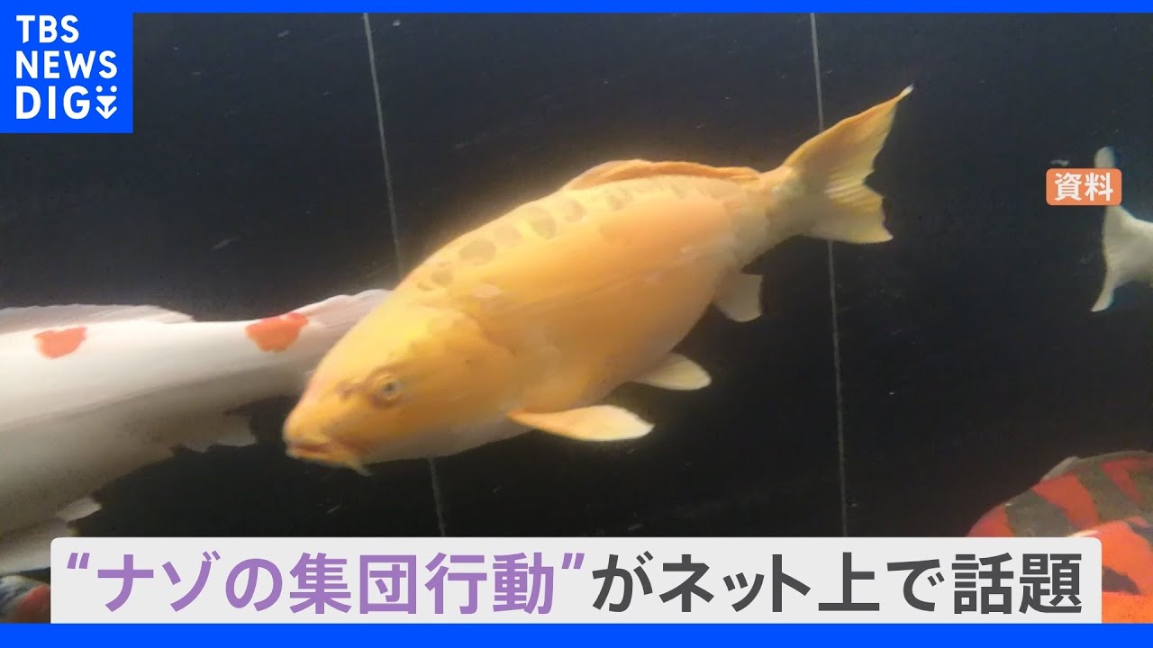 境内で“鯉ダンス”が見られる！飼育しているコイがナゾの集団行動。“鯉ダンス”と呼ばれる行動のワケとは？｜TBS&nbsp;NEWS&nbsp;DIG