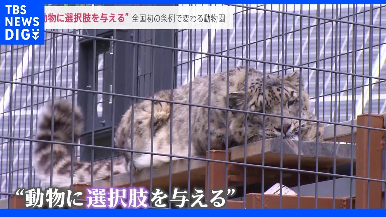 “動物に選択肢を与える”コロナで“ふれあい中止”で分かったコト…全国初の条例で変わる動物園｜TBS&nbsp;NEWS&nbsp;DIG