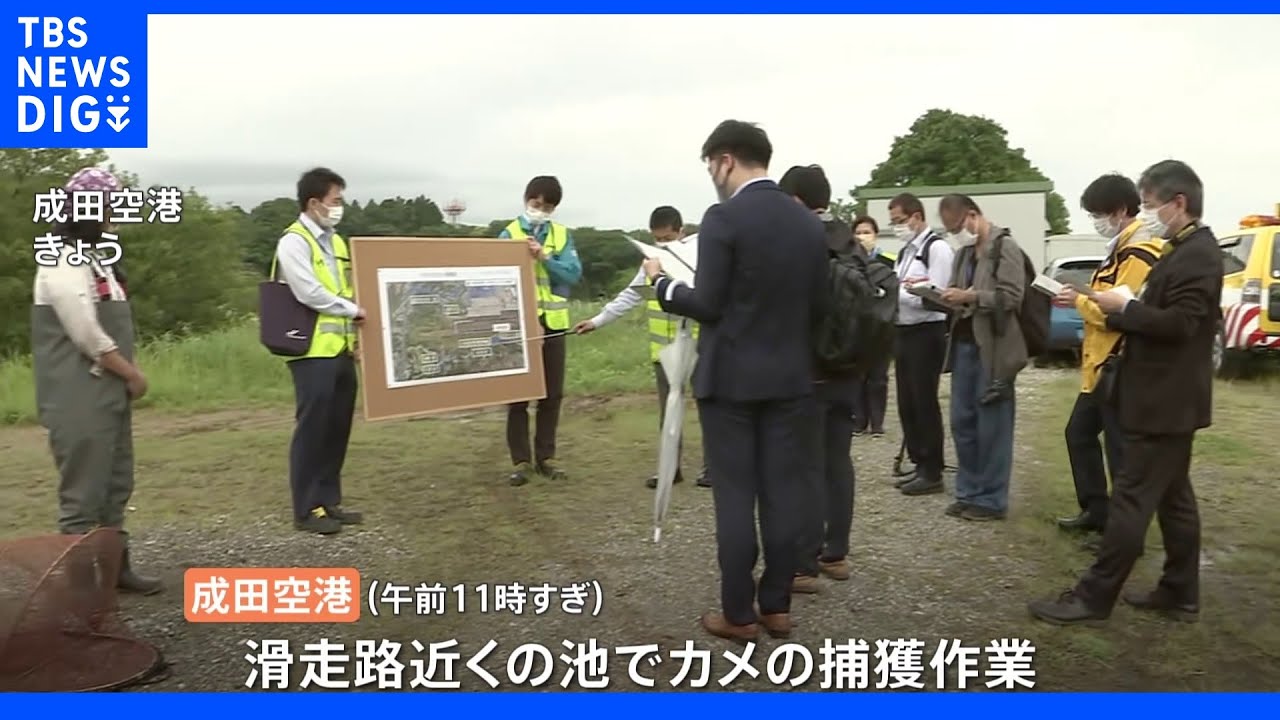 成田空港の滑走路を守れ 滑走路近くの池に住むカメ捕獲作戦|TBS NEWS DIG