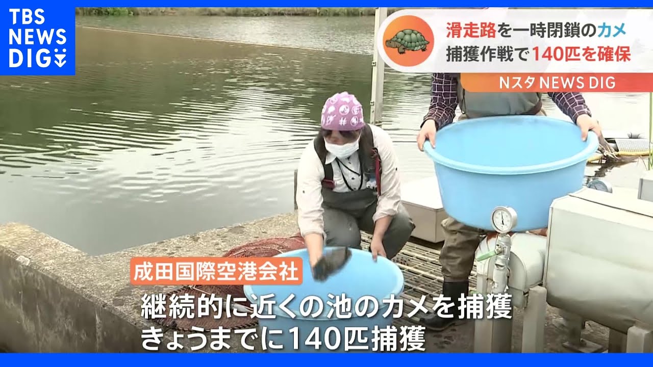 成田空港の滑走路を守れ　滑走路近くの池に住むカメ捕獲作戦｜TBS&nbsp;NEWS&nbsp;DIG