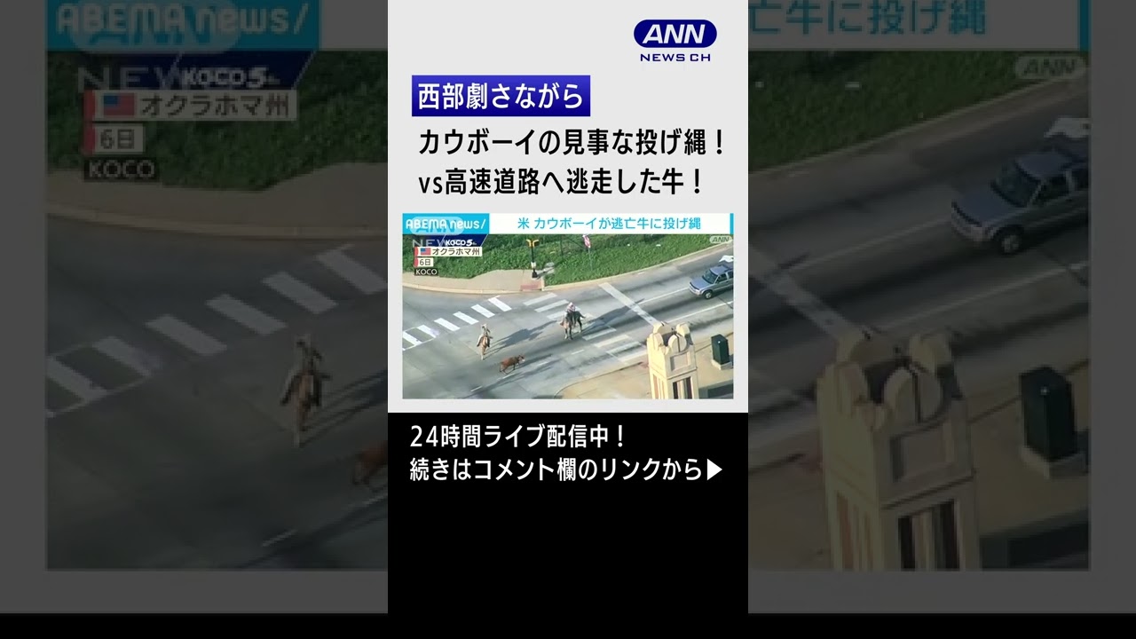 【華麗】カウボーイの”投げ縄”技！高速道路を逃走中の牛を捕獲 #Shorts