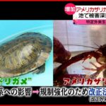 【被害深刻】アメリカザリガニ・ミドリガメ　特定外来生物に指定検討