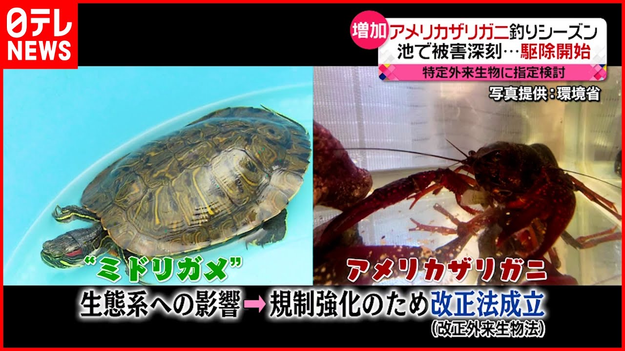 【被害深刻】アメリカザリガニ・ミドリガメ　特定外来生物に指定検討