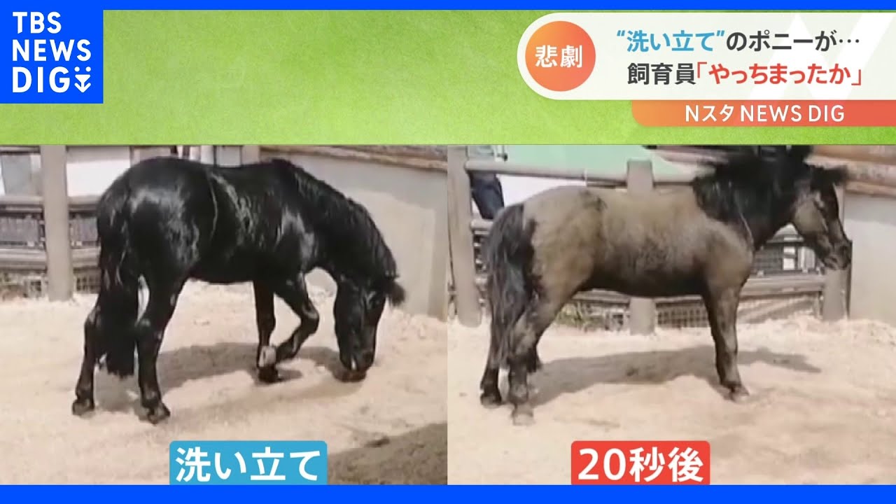 「ああ&nbsp;やっちまったか」シャンプー直後に…ポニーの飼育員に“悲劇”｜TBS&nbsp;NEWS&nbsp;DIG
