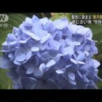 あじさいが鎌倉・明月院で見頃　参道が藍色に染まる(2022年6月11日)