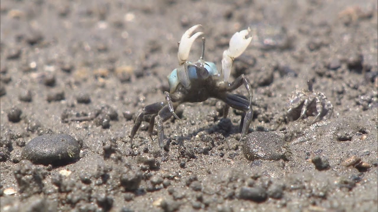 和歌山県新宮市の海岸で、チゴガニがハサミを上下に動かし、愛らしいダンス　オスの「求愛」か、相手を脅す「威嚇」か。秋頃まで
