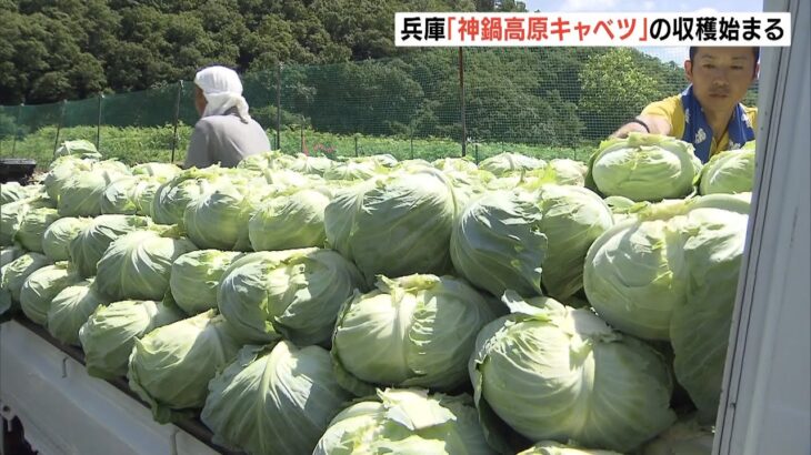 葉がギッシリと詰まった甘みあるキャベツ　特産「神鍋高原キャベツ」の収穫　兵庫県（2022年6月12日）