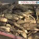 サラダや天ぷらの材料として人気「ハウスレンコン」の収穫が最盛期　徳島・川内町（2022年6月12日）