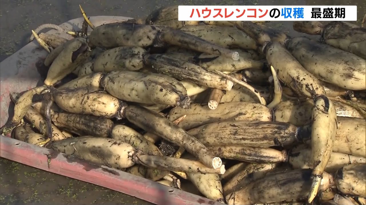 サラダや天ぷらの材料として人気「ハウスレンコン」の収穫が最盛期　徳島・川内町（2022年6月12日）