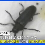 絶滅危惧種の昆虫「フサヒゲルリカミキリ」　国内2例目の羽化を東京都内の昆虫施設で確認｜TBS NEWS DIG
