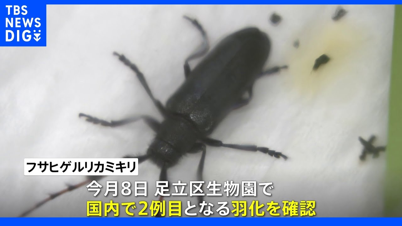 絶滅危惧種の昆虫「フサヒゲルリカミキリ」　国内2例目の羽化を東京都内の昆虫施設で確認｜TBS&nbsp;NEWS&nbsp;DIG