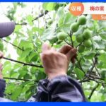 埼玉県内随一の梅の産地 越生（おごせ）町で梅の実の収穫【SUNトピ】｜TBS NEWS DIG