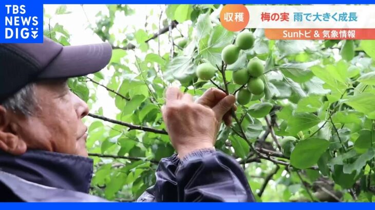 埼玉県内随一の梅の産地 越生（おごせ）町で梅の実の収穫【SUNトピ】｜TBS NEWS DIG