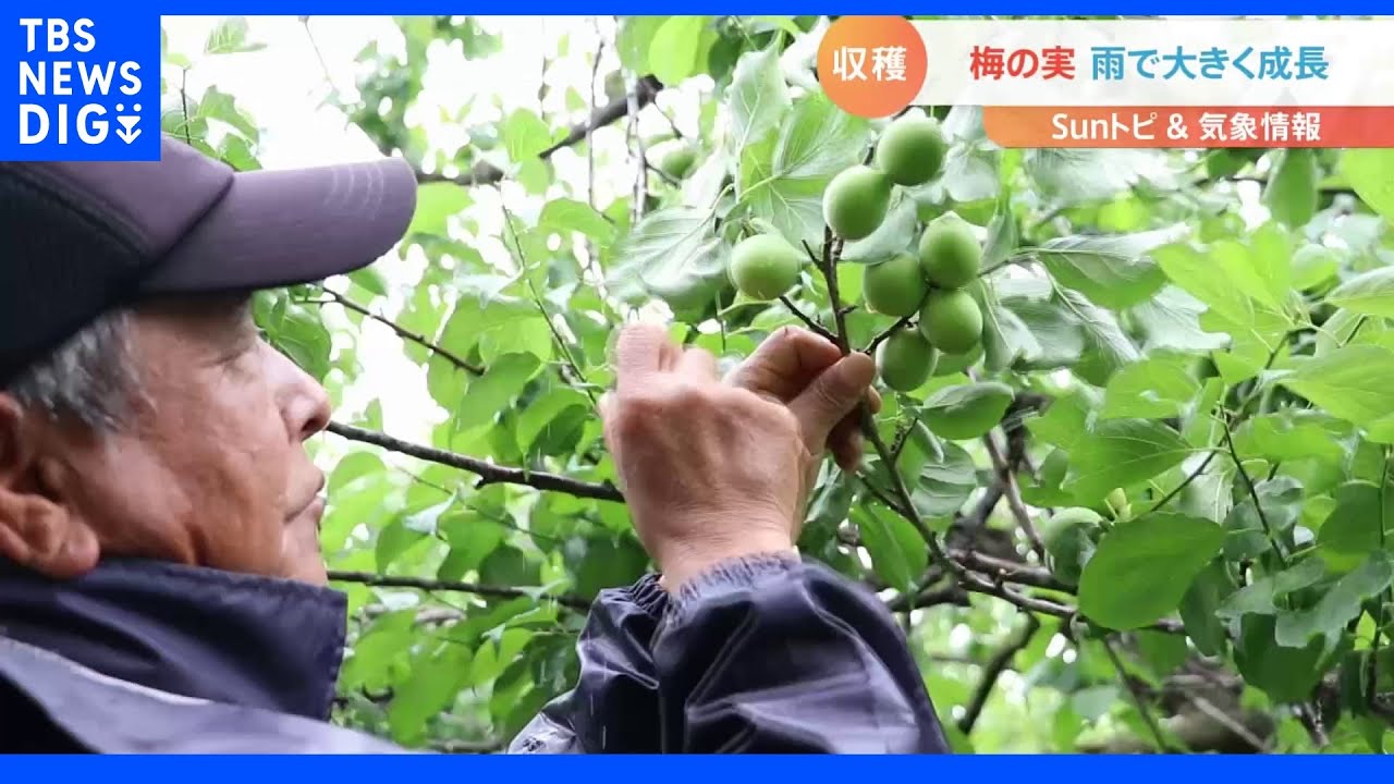 埼玉県内随一の梅の産地 越生(おごせ)町で梅の実の収穫【SUNトピ】|TBS NEWS DIG