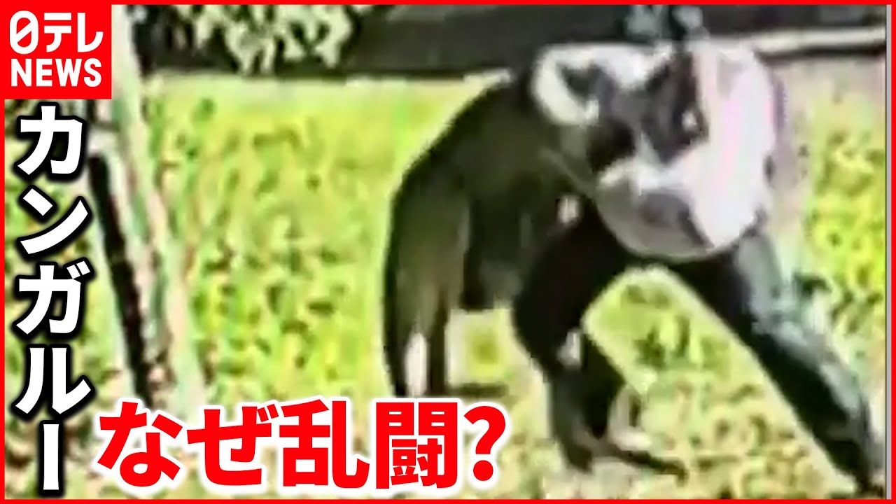 【まさか】男性とカンガルーが取っ組み合いのケンカ オーストラリア