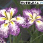 おじいちゃんおばあちゃんが育てた１万３千株　梅雨に咲く花「ハナショウブ」が見ごろ（2022年6月13日）